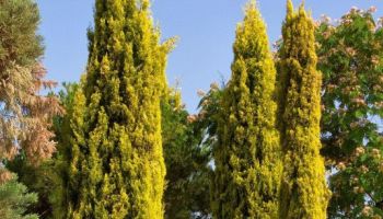 Cupressus macrocarpa 'Goldcrest'.jpg