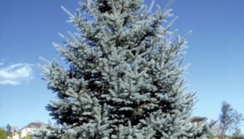 picea pungens fat-albert.jpg