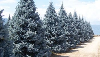 picea pungens glauca.jpg