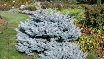 picea pungens glauca globosa.jpg