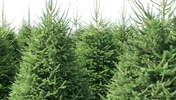 Picea orientalis.png