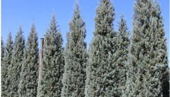 Cupressus arizonica 'Glauca'.jpg