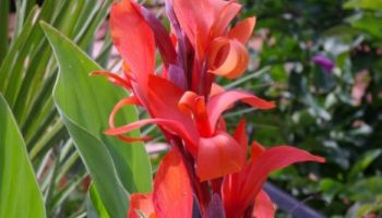 Canna indica.jpg