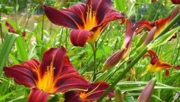 Hemerocallis 'Black Prince'.jpg