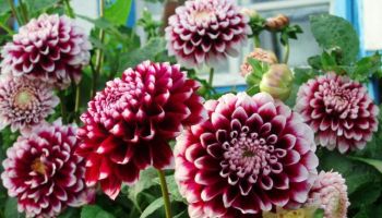 Dahlia 'Mistery Day'.jpg