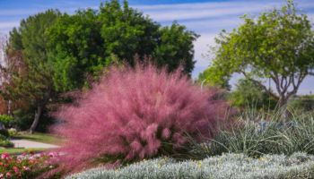 Muhlenbergia capillaris 'Pink'.jpg