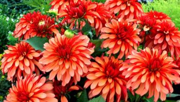 Dahlia border 'Delighting Glow'.jpg