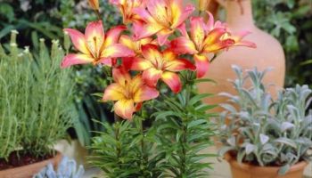 Lily 'Costa Del Sol'.jpg