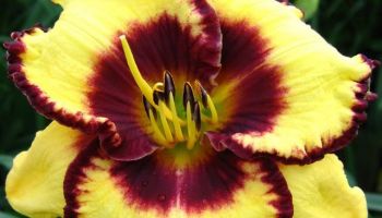 Hemerocallis 'Calico Jack'.jpg