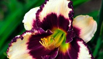 Hemerocallis 'Border Music'.jpg