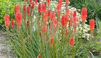 Kniphofia Red.jpg