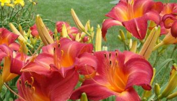 Hemerocallis 'Cherry Cheeks'.jpg