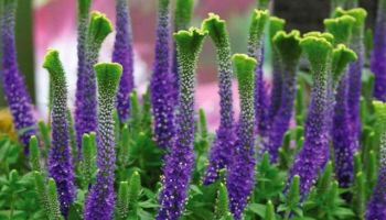 Veronica spicata 'Christa'.jpg