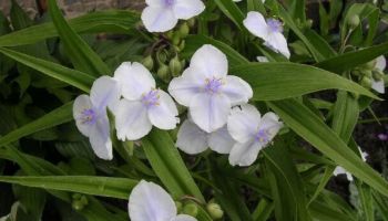 Tradescanthia virginiana 'White'.jpg