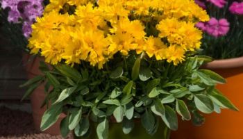 Coreopsis grandiflora 'Early Sunrise'.jpg