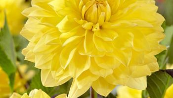 Dahlia 'American sun'.jpg