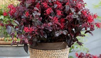 Loropetalum chinense ’Ever Red’.jpg