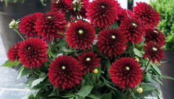 Dahlia border 'Frivoluos Glow'.jpg