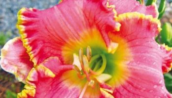 Hemerocallis 'Divas Choice'.jpg