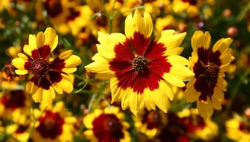 Coreopsis Dwarf.jpg