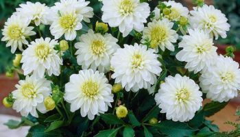 Dahlia border 'Gallery Art Fairy'.jpg