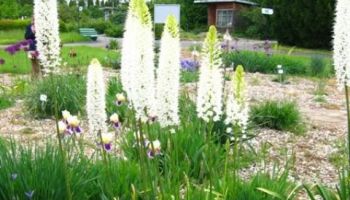 Eremurus 'Himalaicus'.jpg