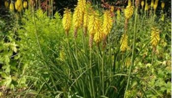 Kniphofia Yellow.jpg