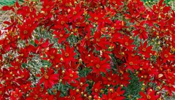 Coreopsis Dwarf 'Deep Red'.jpg