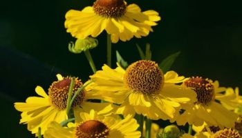 Helenium hoopsi.jpg