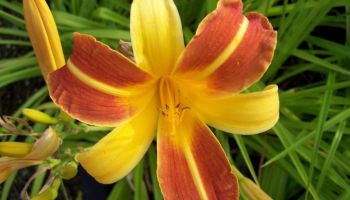 Hemerocallis 'Frans Hals'.jpg