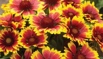 Gaillardia x grandiflora 'Goblin'.jpg