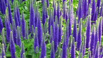 Veronica spicata 'Royal Candles'.jpg