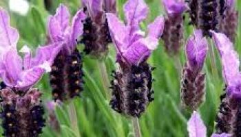 Lavandula stoechas.jpg