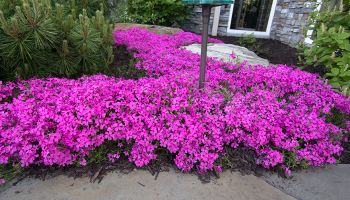 Phlox subulata 'Mcdaniels cushion'.jpg