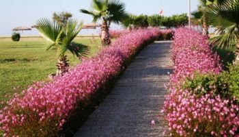 Gaura lindheimerii.jpg