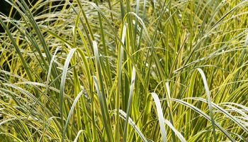 Cortaderia selloana 'Gold Band'.jpg