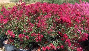 Lagestroemia indica 'Petite Red'.JPG