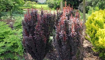 Berberis thunbergii 'Red rocket'.jpg