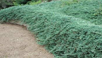 Juniperus horizontalis 'Ice Blue'.jpg