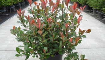 Photinia fraseri 'Little red robin'.jpg