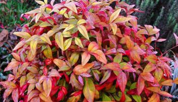 Nandina domestica 'Firepower'.jpg