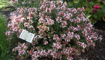 Abelia grandiflora.jpg