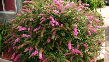 Buddleja 'Pink'.jpg