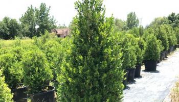 Buxus Pramidal.jpg