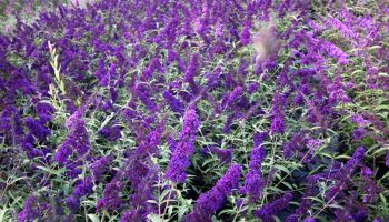 Buddleja 'Black Knight'.jpg