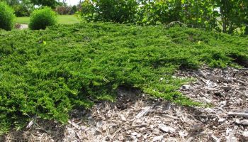 Juniperus horizontalis 'Prince Of Wales'.jpg