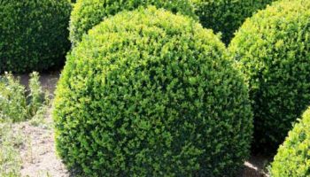 Buxus Balla.jpg