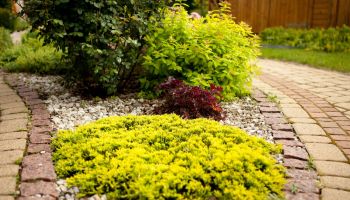 Juniperus horizontalis 'Golden Carpet'.jpg