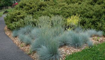 Festuca glauca.jpg