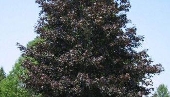 Acer platanoides 'Crimson King'.jpg